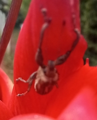 Naupactini