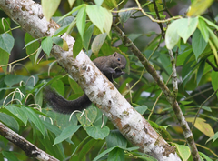 Callosciurus caniceps