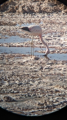 Phoenicoparrus andinus
