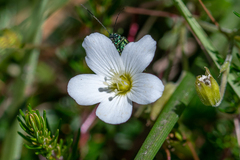 Arenaria montana