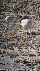 Phoenicoparrus andinus