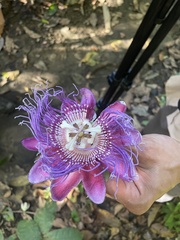 Passiflora quadrangularis