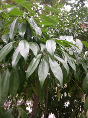 Cocculus laurifolius