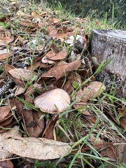 Coprinopsis uliginicola