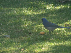 Aphelocoma wollweberi