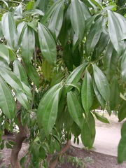 Cocculus laurifolius