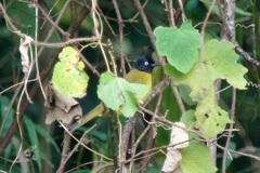 Rubigula flaviventris