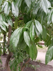 Cocculus laurifolius