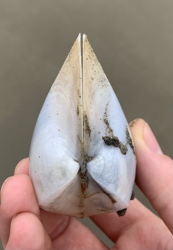 mature surfclam