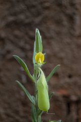 Crotalaria velutina