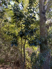Viburnum odoratissimum