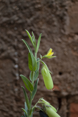 Crotalaria velutina