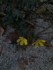 Tribulus cistoides