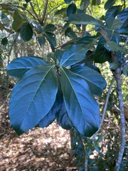Viburnum odoratissimum