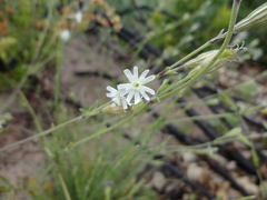 Silene aethiopica