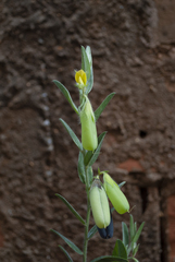 Crotalaria velutina