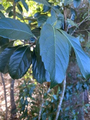 Viburnum odoratissimum