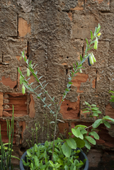 Crotalaria velutina