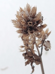 Dracocephalum parviflorum