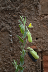 Crotalaria velutina