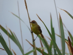 Pseudocolopteryx flaviventris