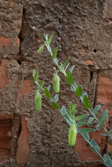 Crotalaria velutina