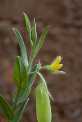 Crotalaria velutina