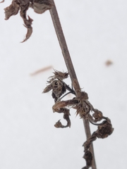 Dracocephalum parviflorum