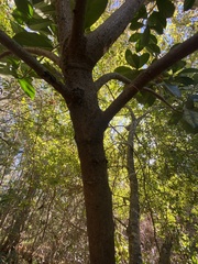 Viburnum odoratissimum