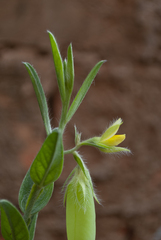 Crotalaria velutina