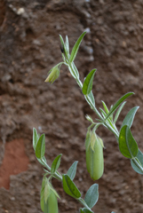 Crotalaria velutina