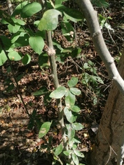 Pithecellobium lanceolatum