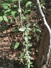 Pithecellobium lanceolatum