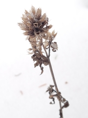 Dracocephalum parviflorum