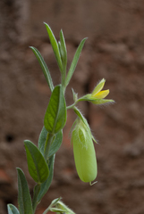 Crotalaria velutina