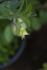 Crotalaria velutina