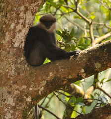 Semnopithecus vetulus