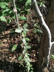 Pithecellobium lanceolatum