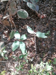 Pithecellobium lanceolatum