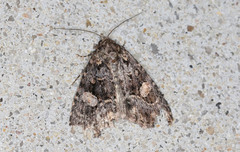 Condica macrosema