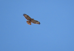 Buteo rufinus cirtensis