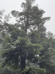 Abies nordmanniana