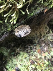 Polyporus nigrocristatus