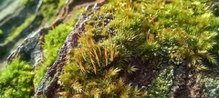 Tortula muralis