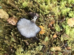 Polyporus nigrocristatus