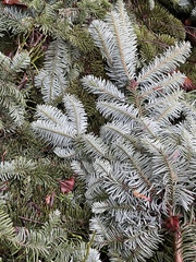 Abies nordmanniana