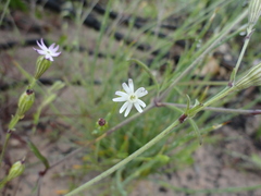 Silene aethiopica