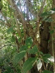 Bravaisia integerrima