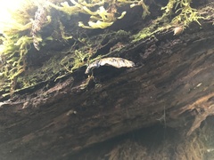Polyporus nigrocristatus