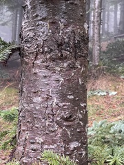 Abies nordmanniana